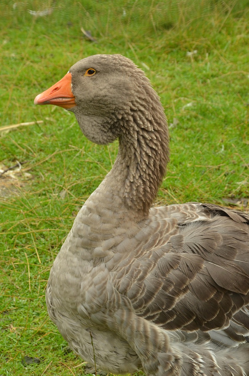 bird, goose, waterfowl, beak, lobe, pasture, brown, feathers, wings