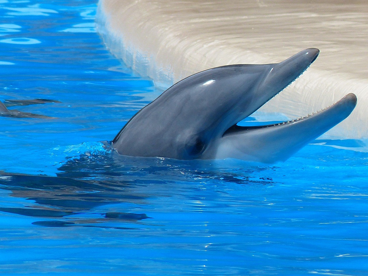bottlenose dolphin, dolphin, teeth, mouth, satisfied, happy, good mood, tursiops truncatus, animals, sea creatures, delphinidae, toothed whale, odontoceti, mammals, mammalia, marine mammals, whales, cetacea, pinball