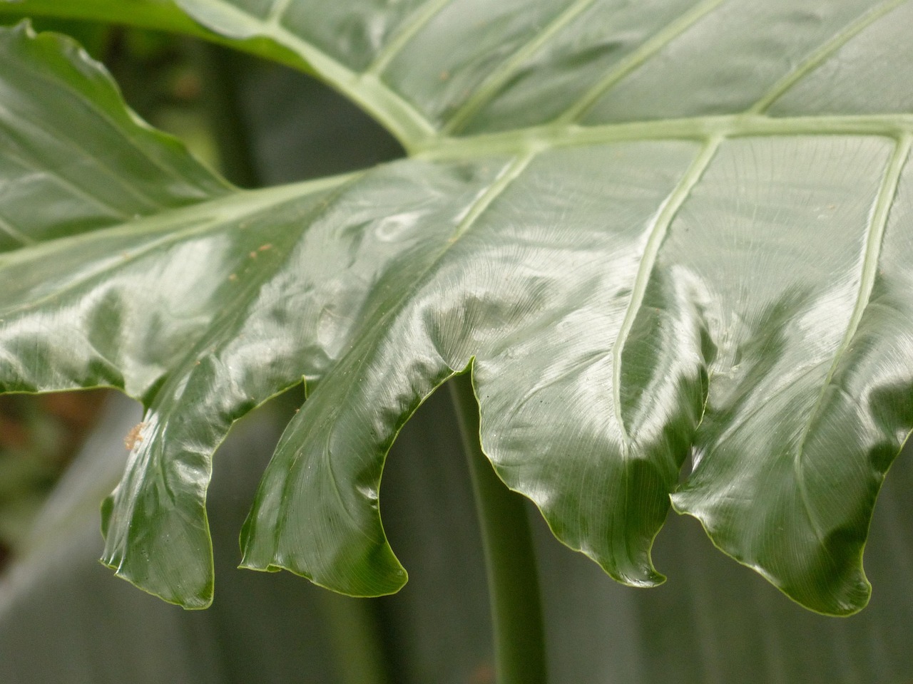leaf, big, green, philodendron, tree philodendron, tree friend, aroideae, arum plant, araceae, philodendron bipinnatifidum, tropical, exotic, leathery, glittering, pinnately fissured, elongated