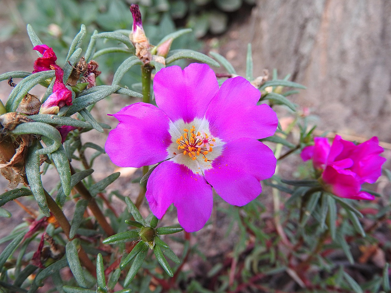 purslane florets, flower, purslane family, summer flower