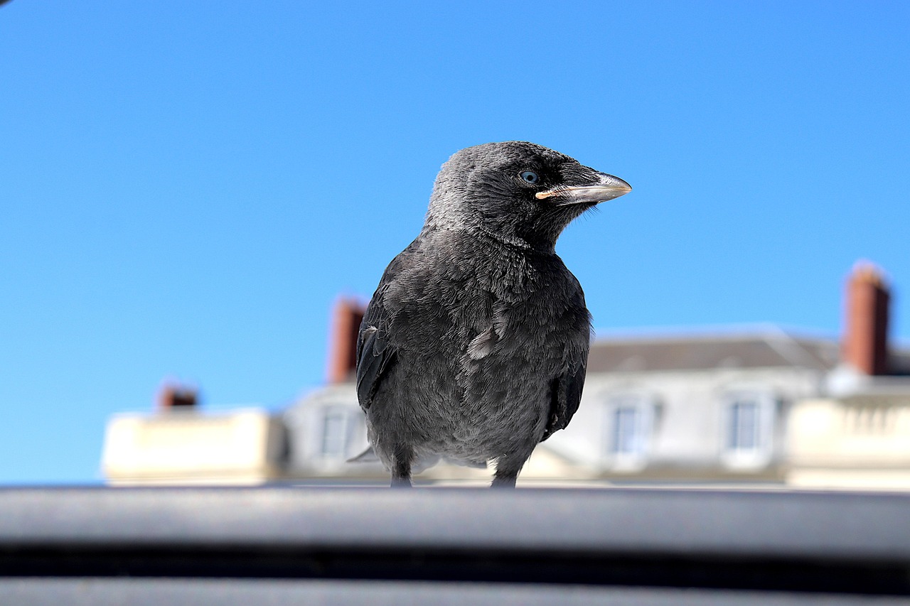 jackdaw, young jackdaw, corvidae, birds, color dark grey, perched, cute, warning, portrait, pen