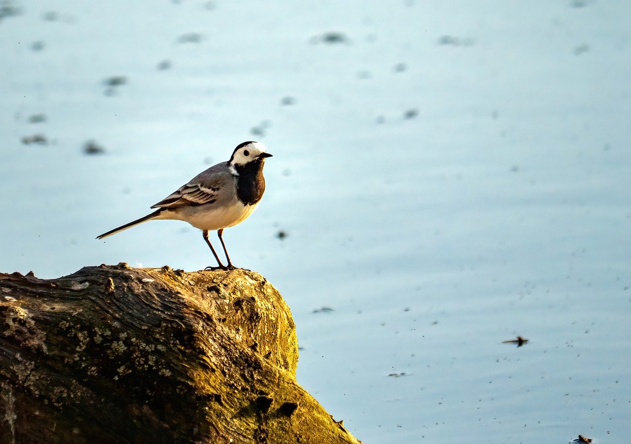 white wagtail, bird, nature, animal, songbird, wildlife, beak, plumage, fauna, ornithology, bird watching