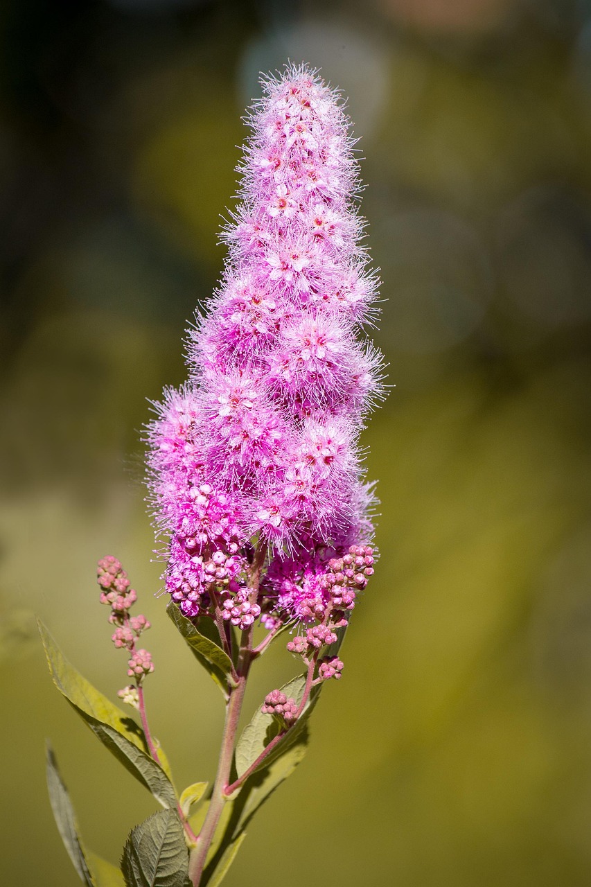 butt spear, shrub, ornamental shrub, blossoms, pink flowers, no flowers, candle, grape, garden, in the garden, bloom, summer, close up, plant, nature