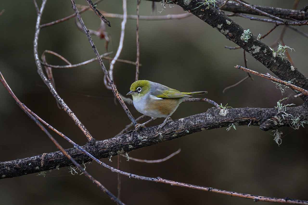 silvereye, white-eye, wax-eye, zosterops lateralis, bird, animal, feathers, plumage, beak, nature, wildlife, avian, bill, perched, bird watching, australia