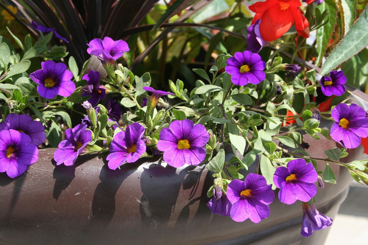 flower, purple, pot, decor, flowerpot, flowers in pots
