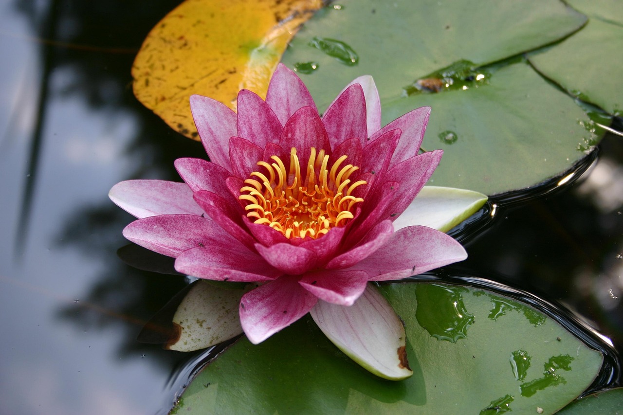 water lily, nuphar lutea, garden pond