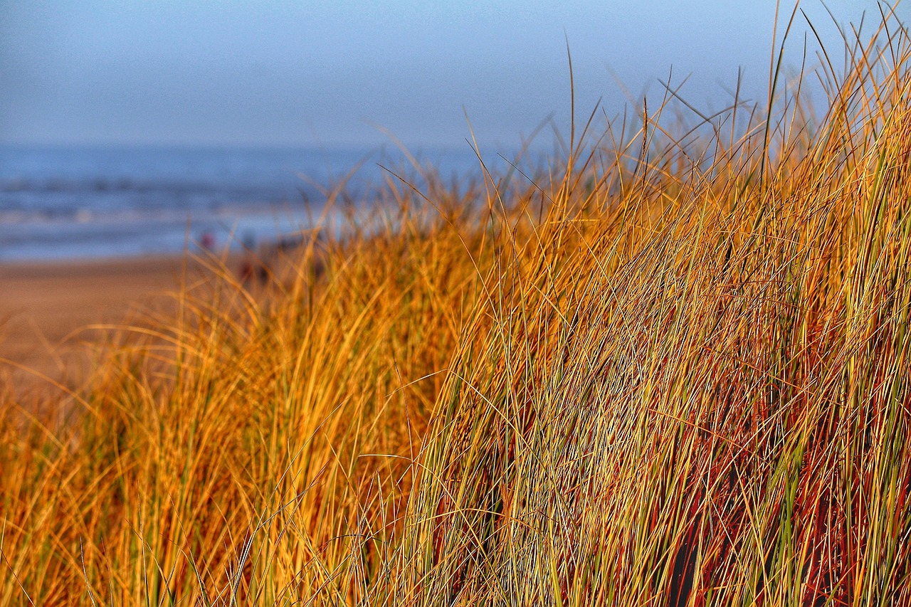landscape, beach grass, sea, north sea, netherlands, beach, dike, dike protection, nature park