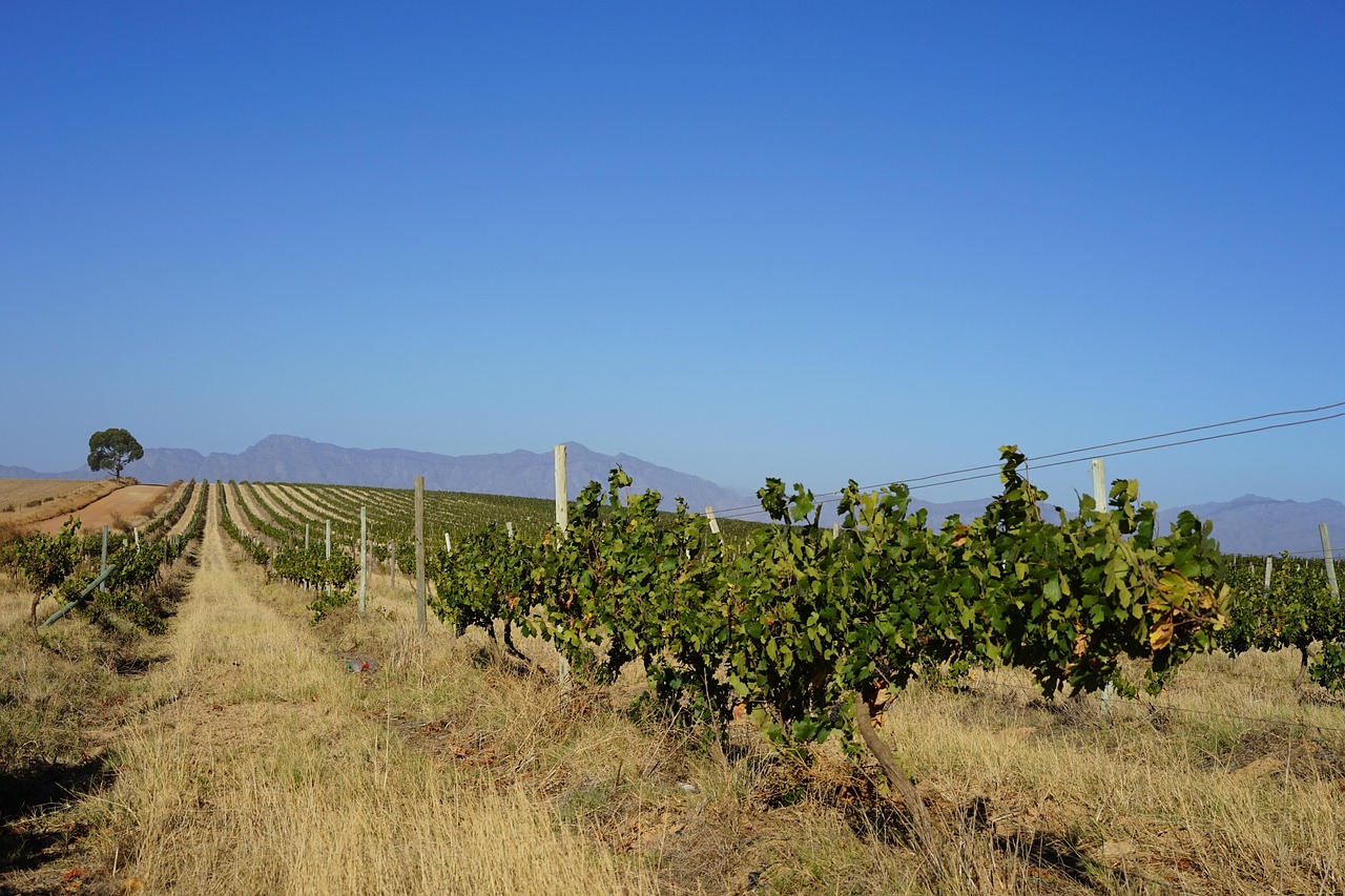 wine, africa, bush, dust, south africa, landscape, cape town, nature, agriculture, vineyard
