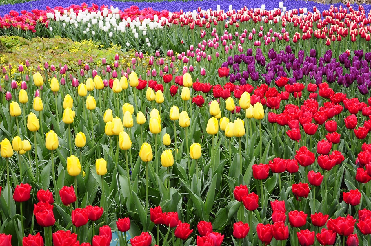 tulip, amsterdam, keukenhof, colorful, garden, flora, holland, display