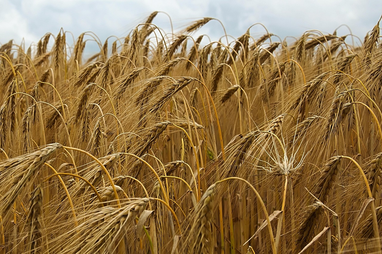 grain, field, barley, ear