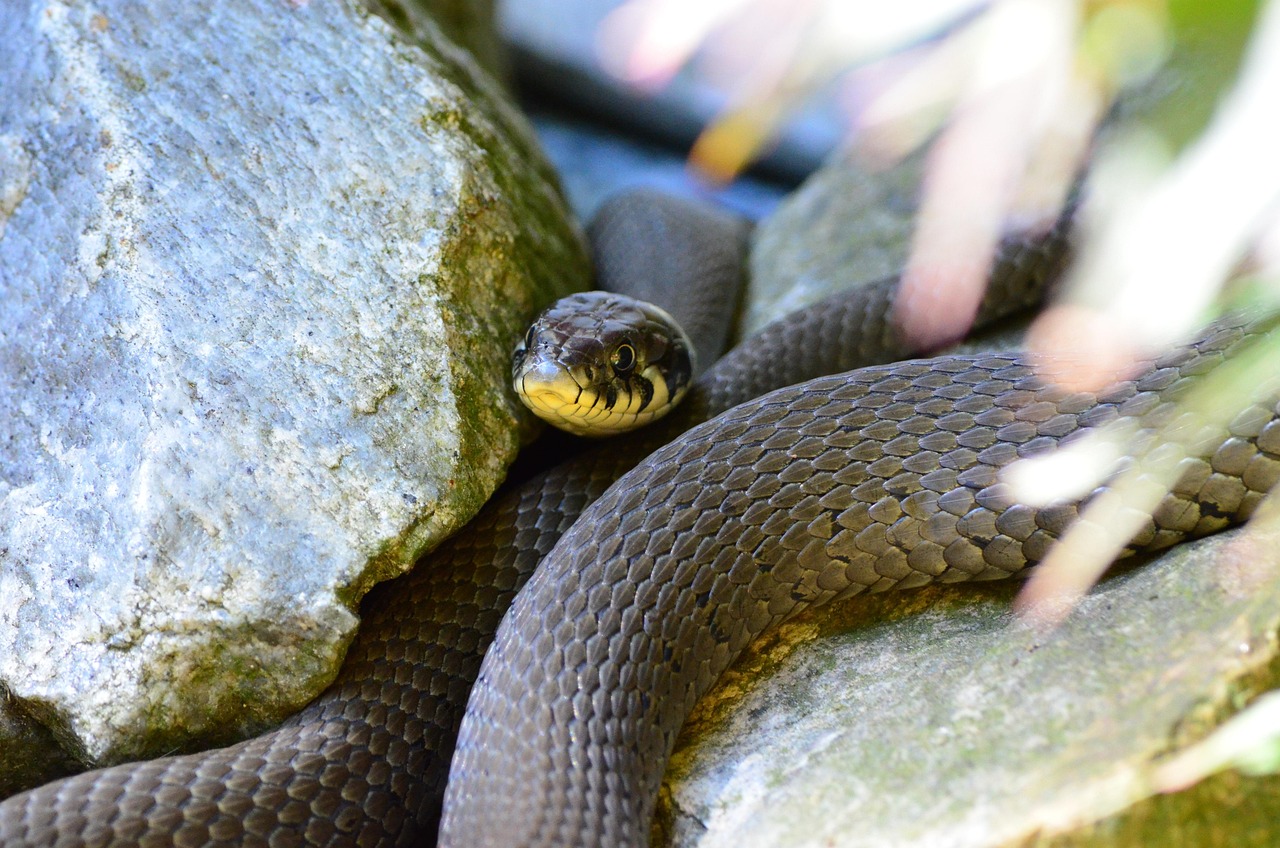 grass snake, line, reptile, natter