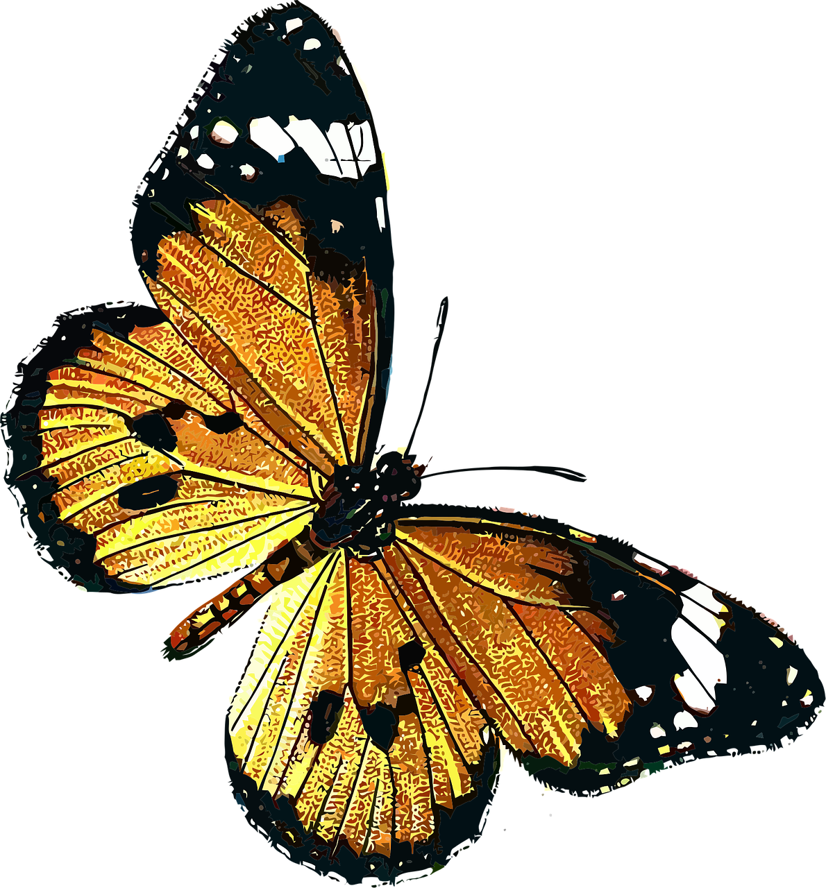 animal, butterfly, insect, nature