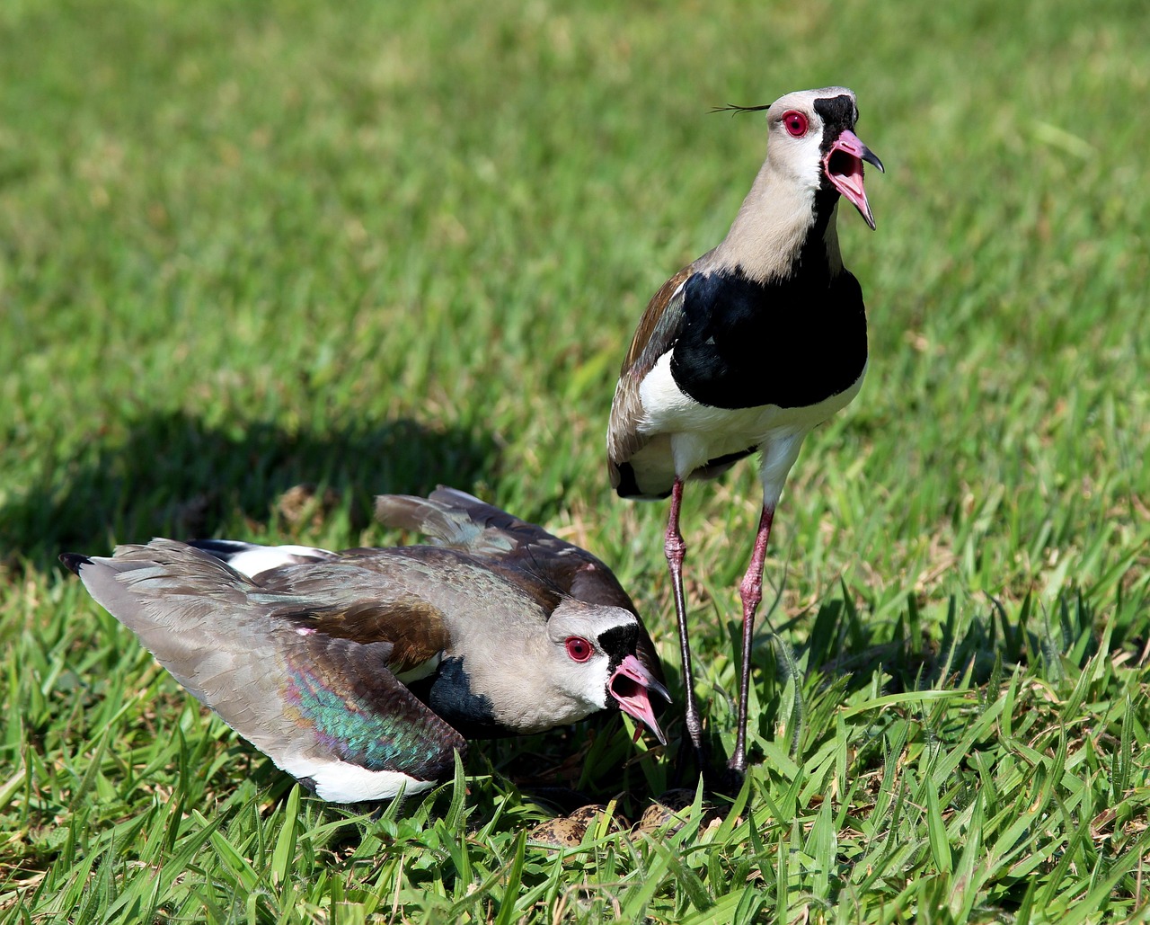 birds, want-want, nest, wild, angry, flying, brazilian