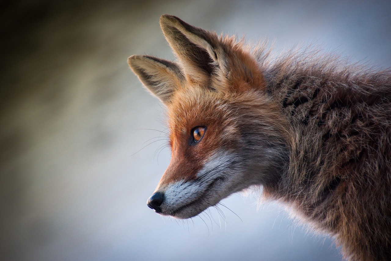 fox, animal, canine, mammal, wildlife, wild, nature, wildlife photography