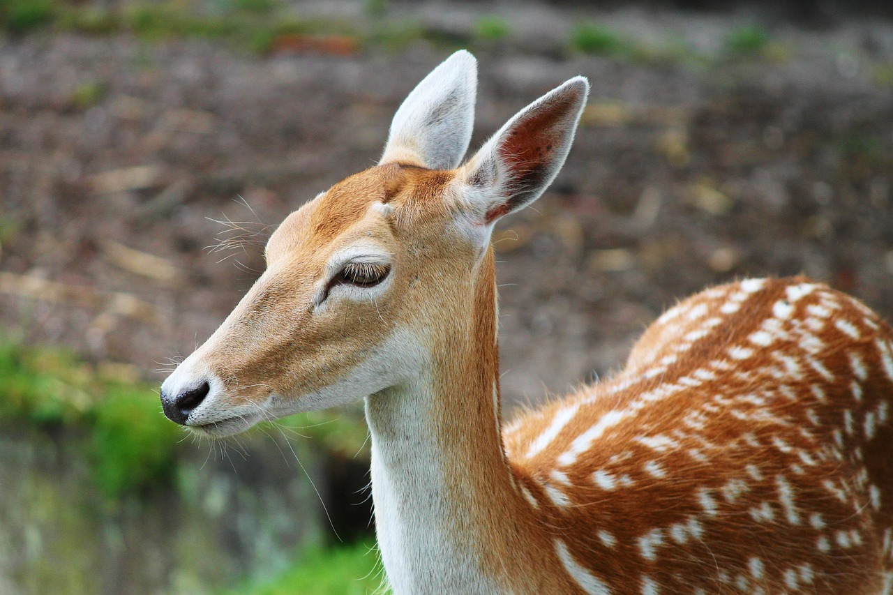 sika, deer, sika deer, mammal, wild, points, nature, red deer, cervus nippon, free deer, enclosure, fur, animal portrait, bambi, cute, nature park, close up, zoo, wildlife