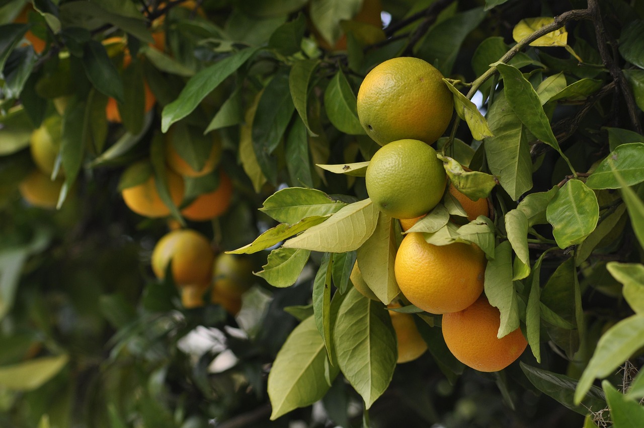 oranges, green, fruit, harvest, orange, food, colorful, healthy, citrus, summer, juice, sweet, delicious, tree, plant, fresh, garden, farm, orchard, season, color, agriculture, natural, growth, environment