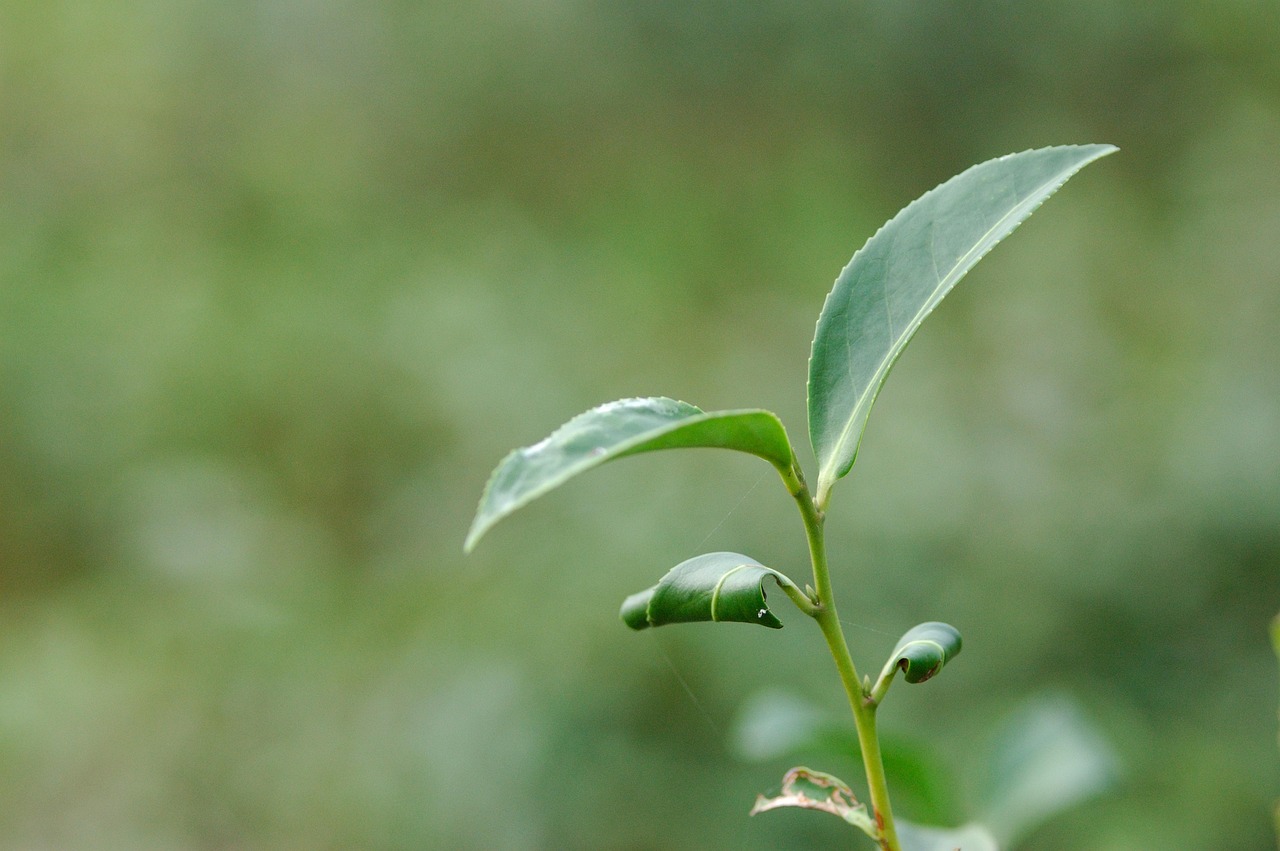 leaf, tree, tea, bent two-leaf, bud