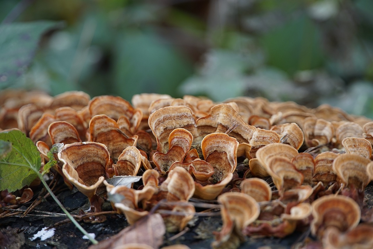 mushrooms, fungi, tramete, deadwood, forest