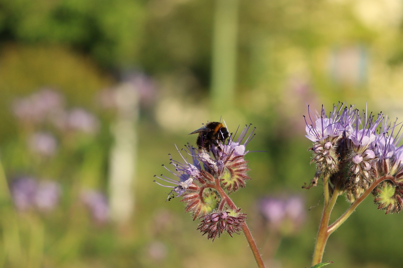 bee, bumblebee, insect, flowers, phacelia, bee friendly, animal, pollination, plant, garden, nature, spring, closeup, phacelia tanacetifolia