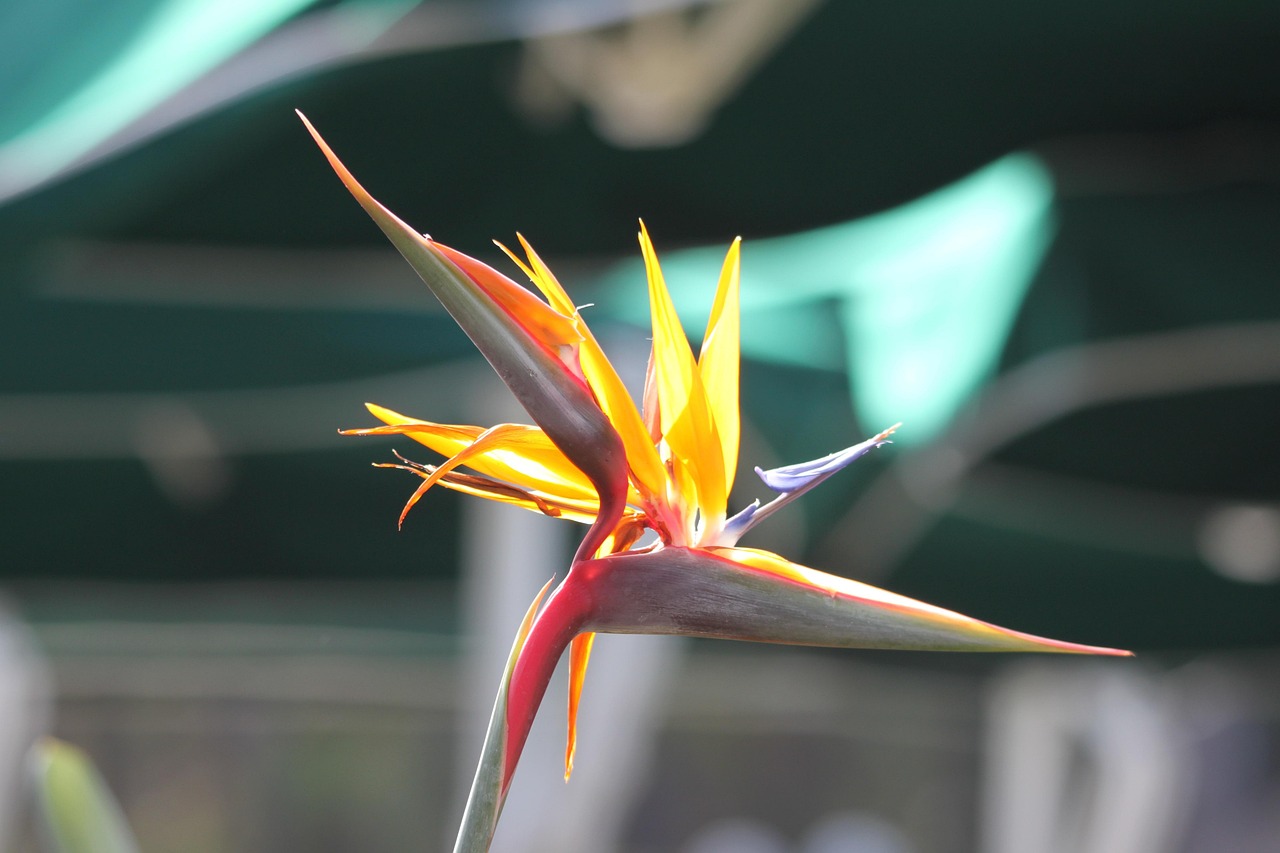caudata, bird of paradise flower, exotic, blossom, bloom, caudata greenhouse, yellow, bract, ornamental plant, queen caudata, carpel