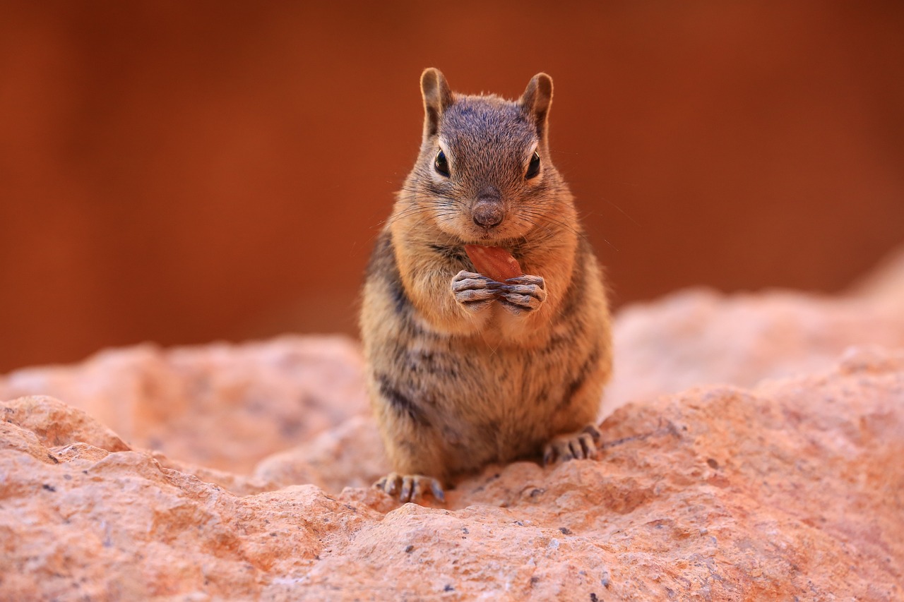 chipmunk, nature, wildlife, squirrel, outdoors, rodent, animal, mammal, fur, furry, eating nut, brown eating