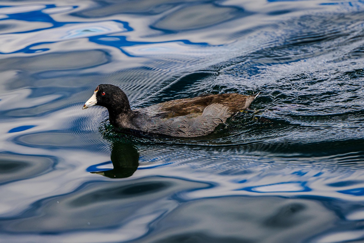 mallard, lake, duck, waterbird, waterfowl, nature, wildlife