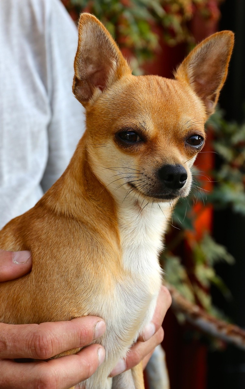 chihuahua, dog, sable