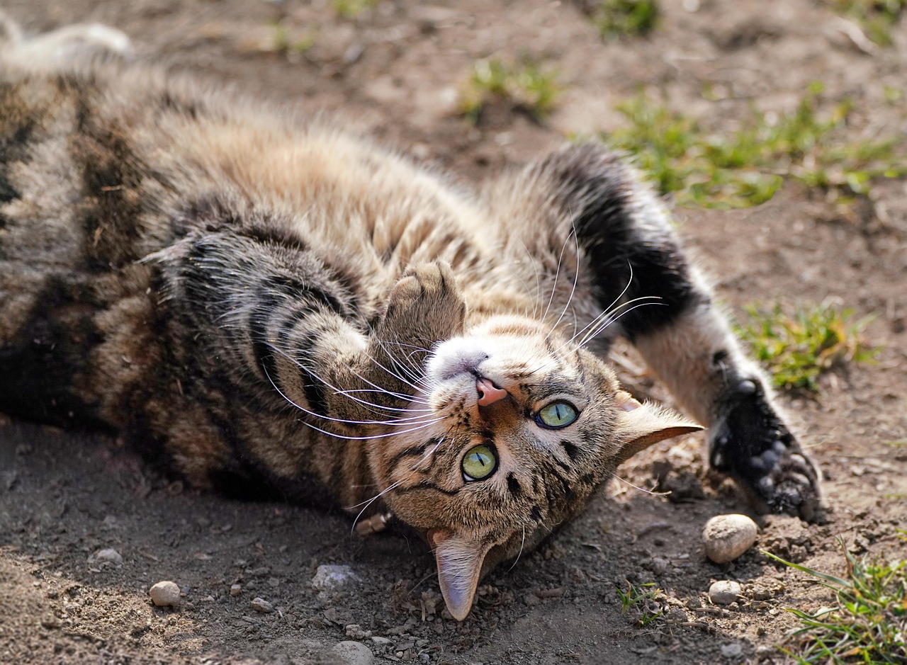 cat, feline, back, revolve around, rolled, cute, hair, animal, domestic animal, pet, mammal, wallpaper, desktop picture, hintergrundsbild, yk