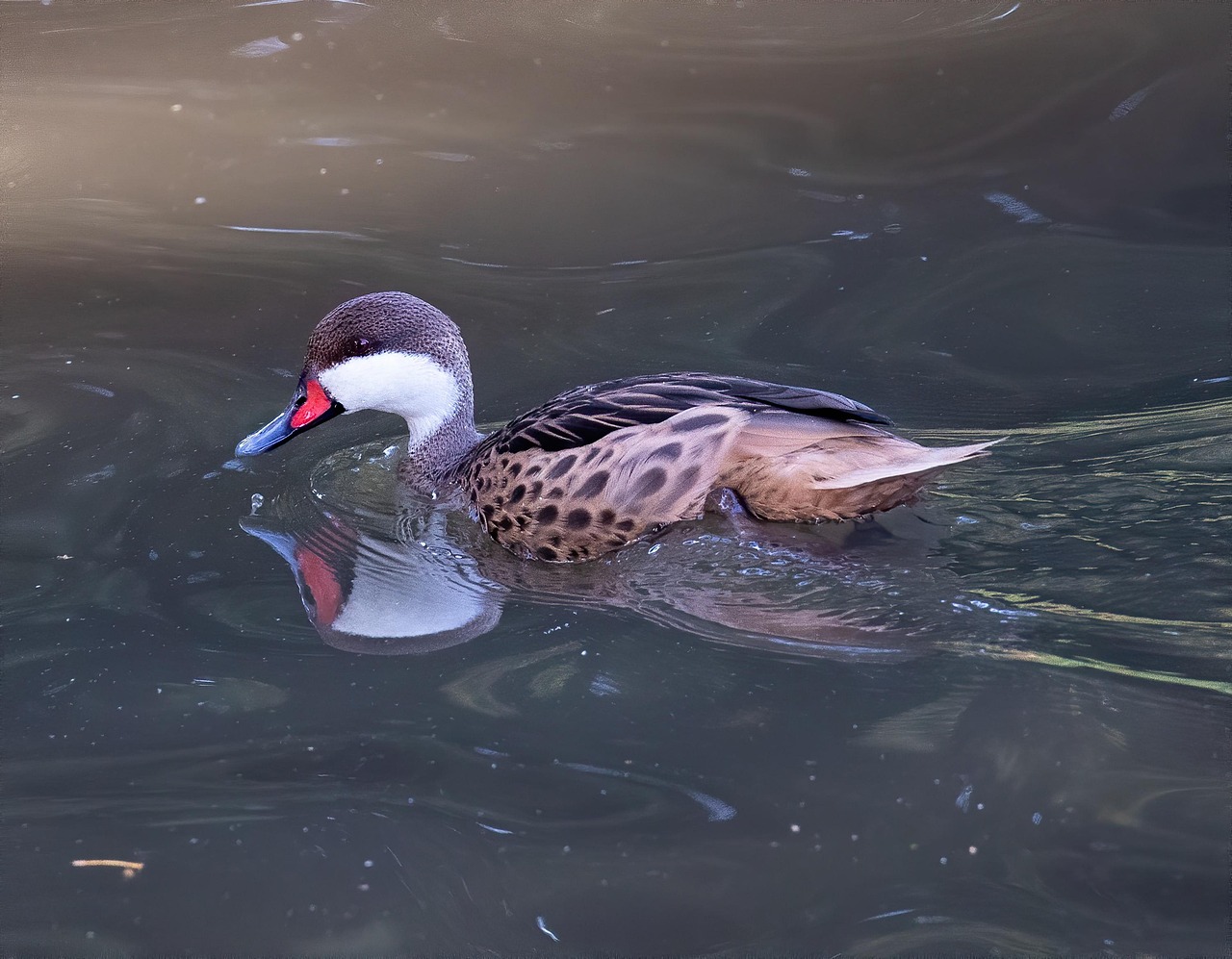 white cheeked pintail, duck, bird, pond, waterfowl, male bird, water bird, aquatic bird, animal, plumage, galapagos, lake, nature