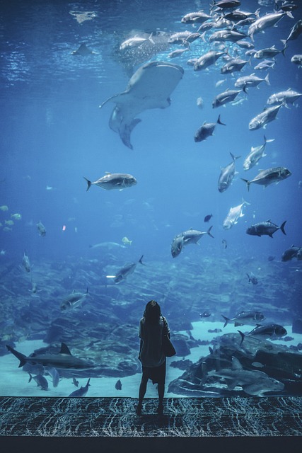 Image for Visiting the Lisbon Zoo with its diverse animal exhibits.