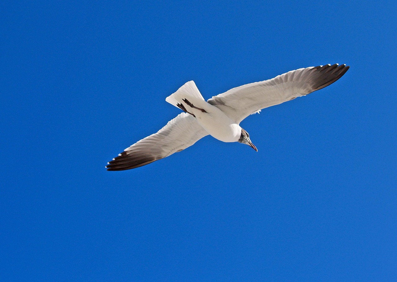 nature, outdoors, sky, seagulls, bird, flight, wildlife, freedom, sea, wing, water, travel, air, summer, animal, fly, wingspan, fair weather, feather, beak, blue, destin, florida, santa rosa, beach, emerald coast, gabriel raggio, raggio studios