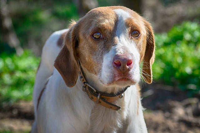 animal, dog, mascot, canine, eyes, portrait, pet, domestic, nature