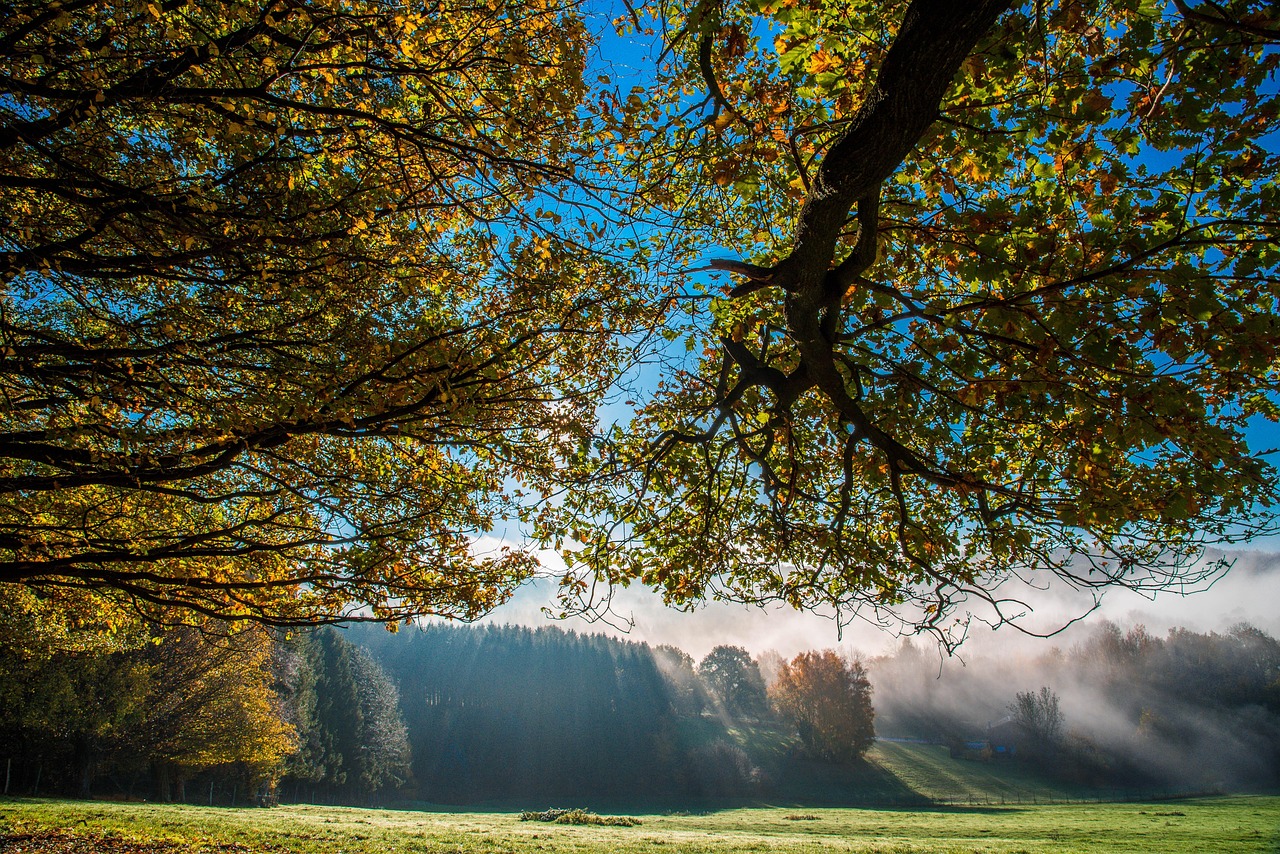 trees, branches, fog, field, sunlight, meadow, morning fog, mist, grassland, leaves, foliage, autumn, autumn leaves, autumn foliage, autumn colors, autumn season, fall foliage, fall leaves, fall colors, landscape, forest, nature
