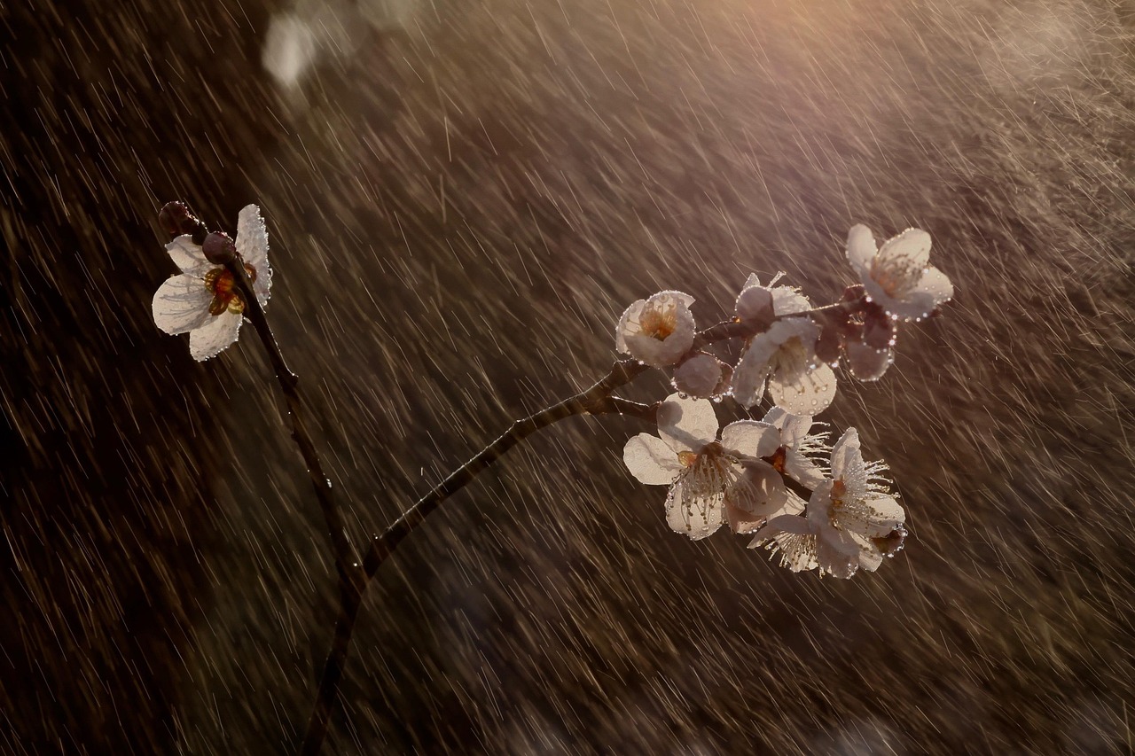 plum, flowers, cherry blossom, rain, raindrops, plum blossom, spring