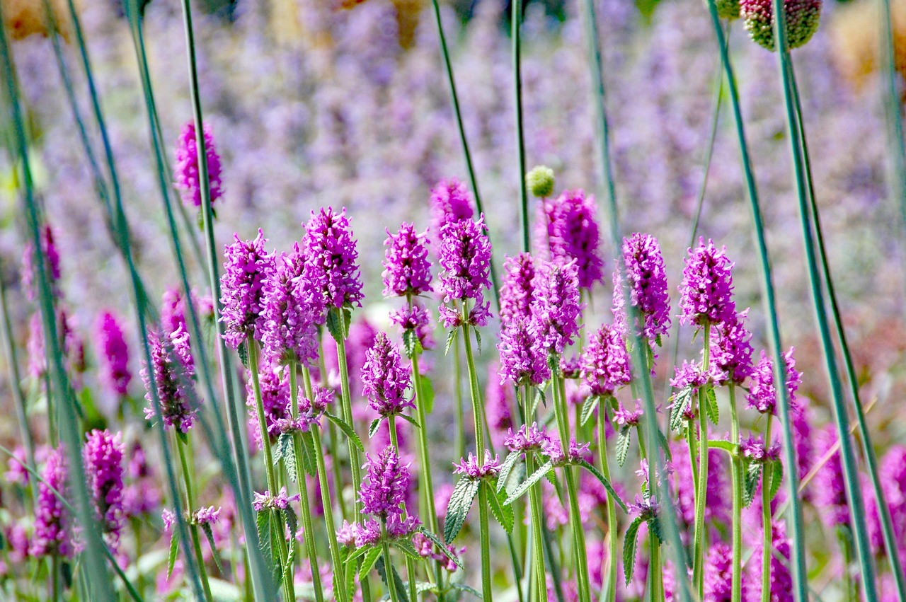 purple, flower, bloom, garden, summer, fixed, plant
