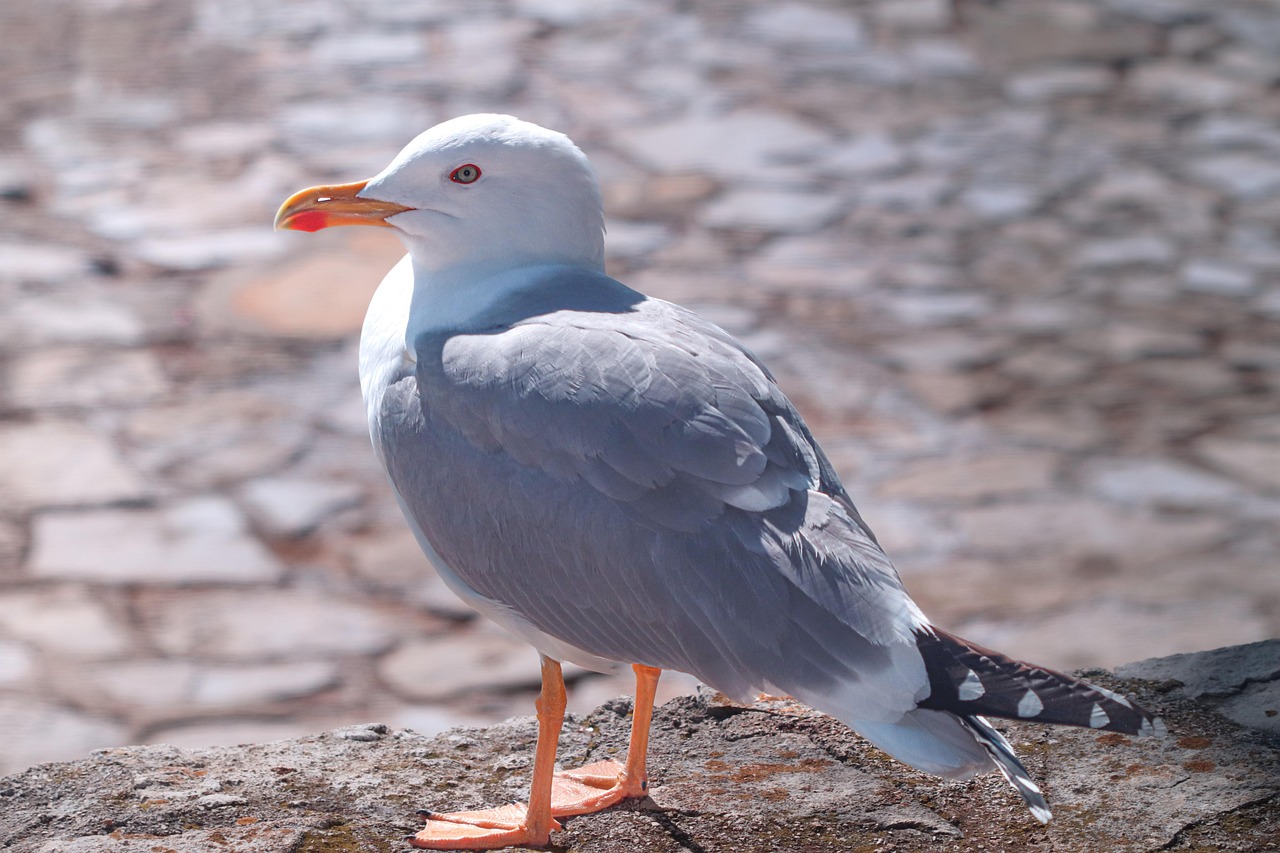 seagull, bird, gull, closeup bird, wild bird, seabird, bird portrait, coastal wildlife, marine bird, birdwatching, bird photography, grey feathers, orange beak, bright eye, stone background, nature closeup, animal profile, avian species, wild nature, standing bird, urban wildlife, mediterranean bird, beach bird, shorebird, elegant bird