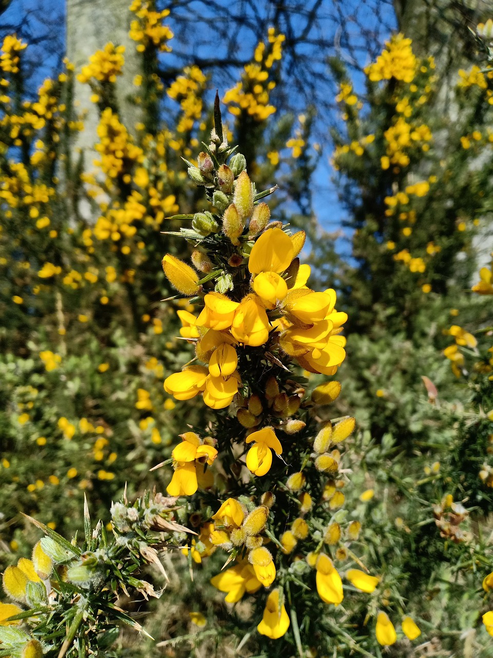 ulex europaeus, gorse, bush, wild plant, yellow flower, spines