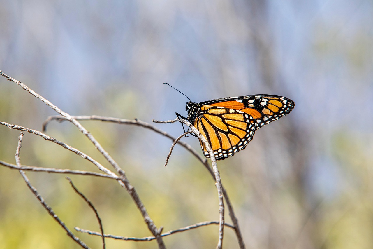 insect, entomology, butterfly, macro, species, wings, american monarch, danaus plexippus, monarch butterfly
