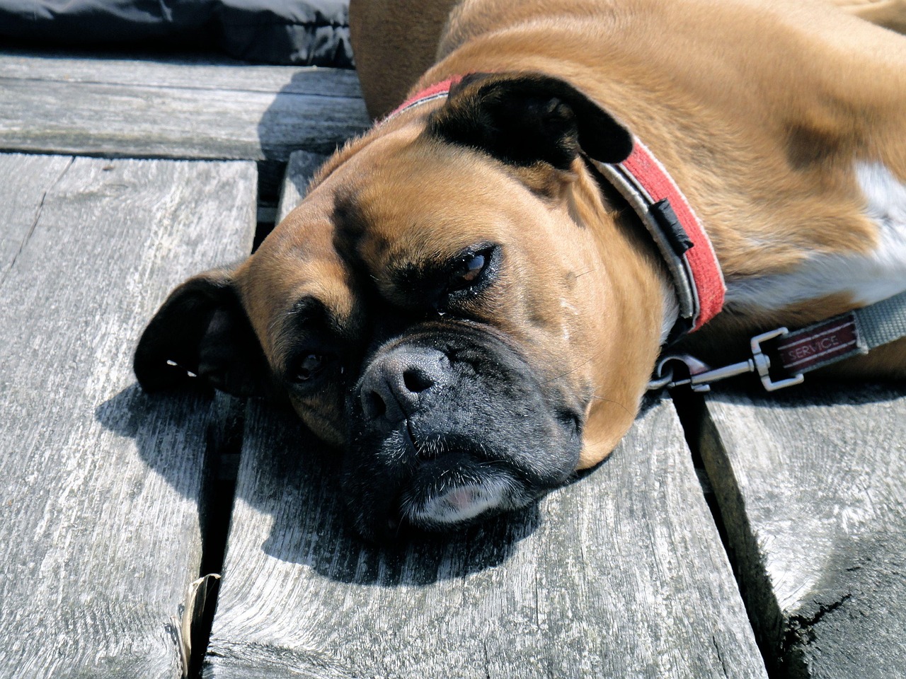german boxer, dog, plank, domestic animal, fur, relax, snout, view
