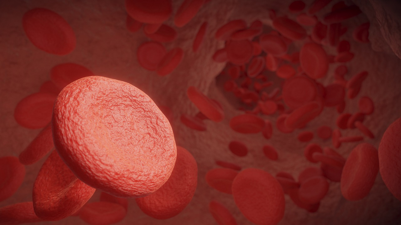 red blood cells, science, cells, vein, artery, medical, microscopic, anatomy