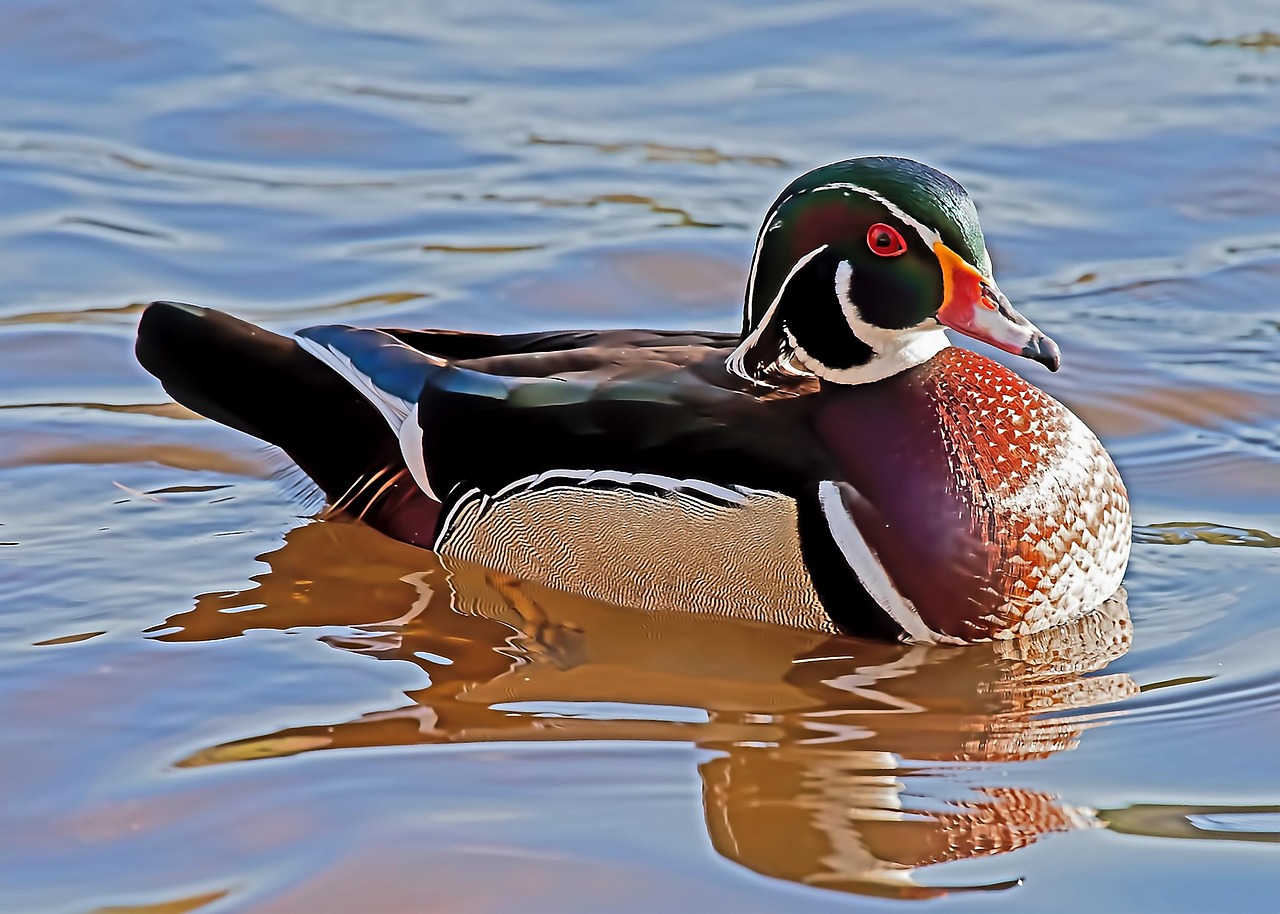 bird, wood duck, ornithology, species, fauna, avian, animal, duck
