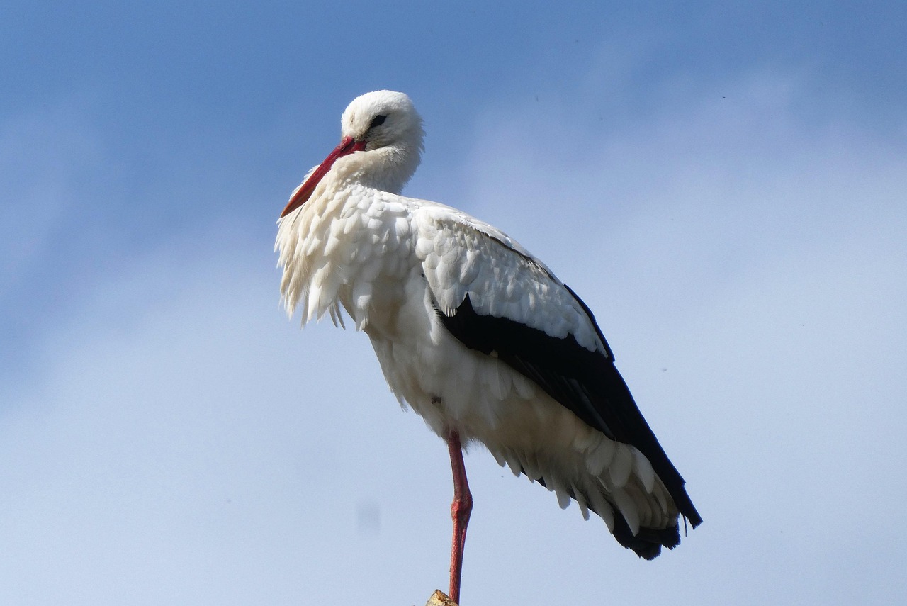 stork, truncated tree, bird, spring, nature, animal, animals in the wild, avian, ornithology, wader, waders