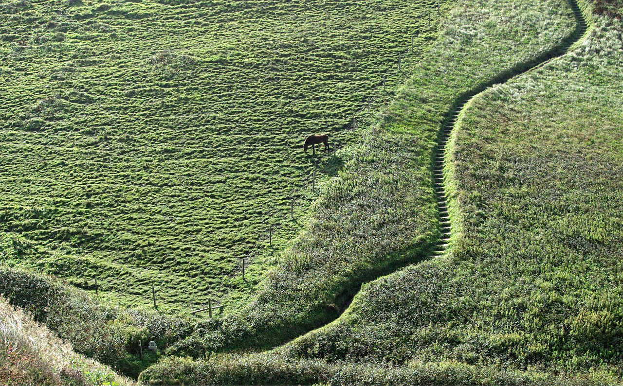path, steps, hill, hillside, horse, south west coast path, walk, route, curve, natural, green, outdoor, pathway, ascent, decent, up, down, staircase, fence, enclosure, pasture, field, meadow, grass, rural, valley, green walking, green path