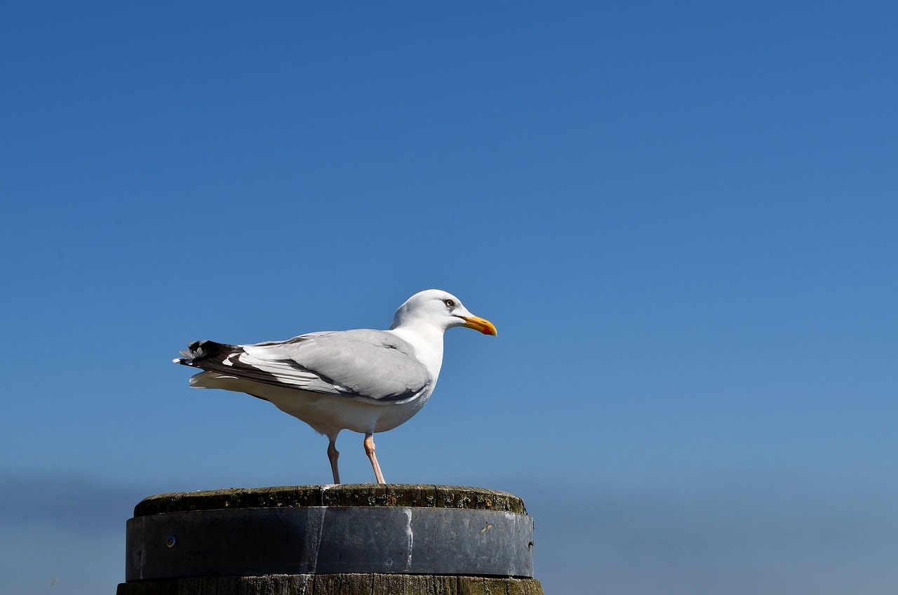 gull, sylt, animal, bird, plumage, north sea