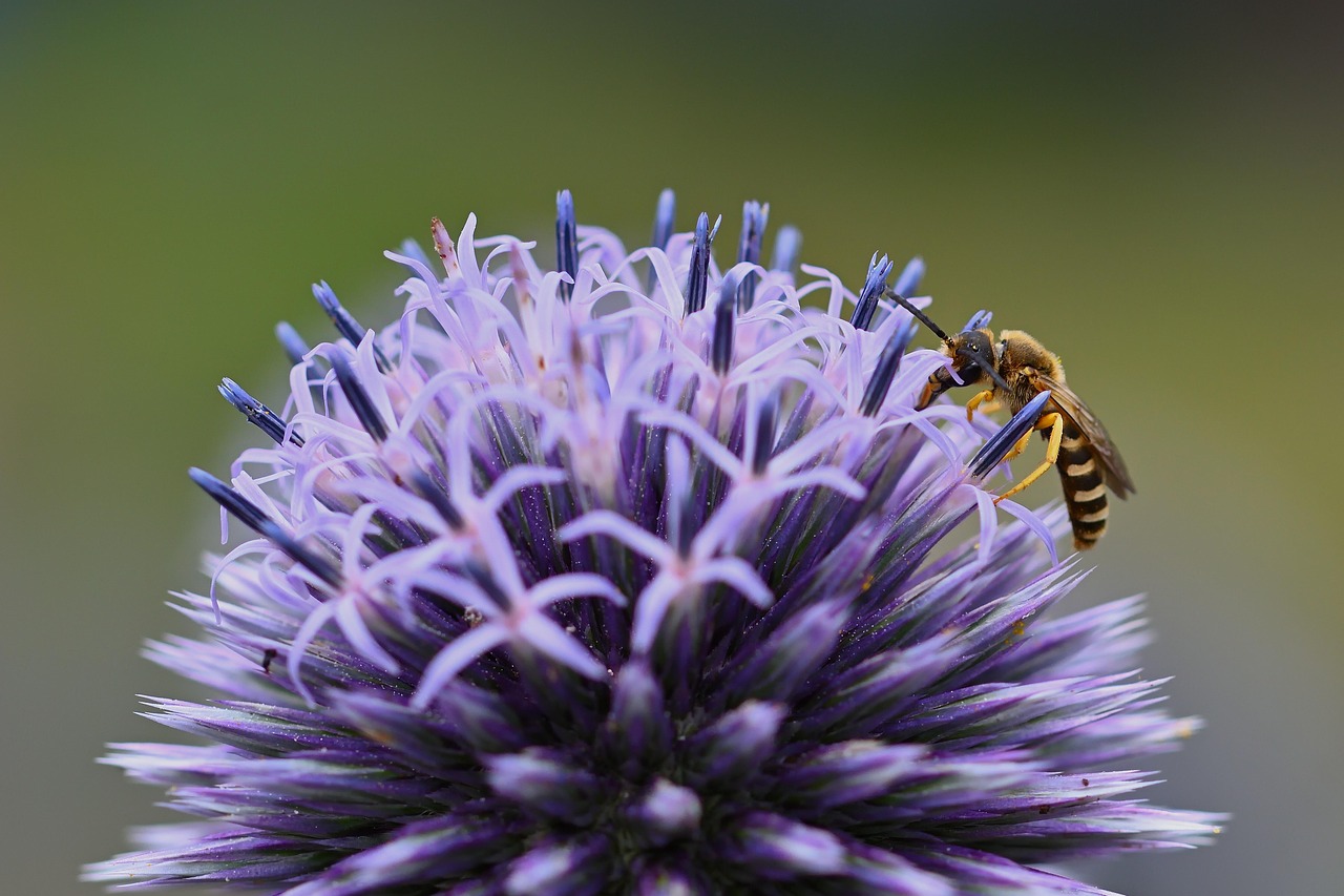 hover fly, insect, ball thistle, pollination, close up, blossom, bloom, summer, garden, nature, entomology, purple flower