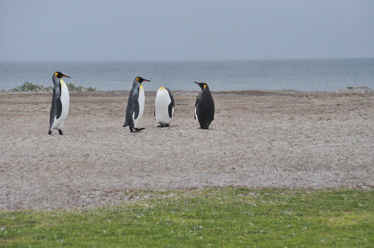falkland, iceland, vacations