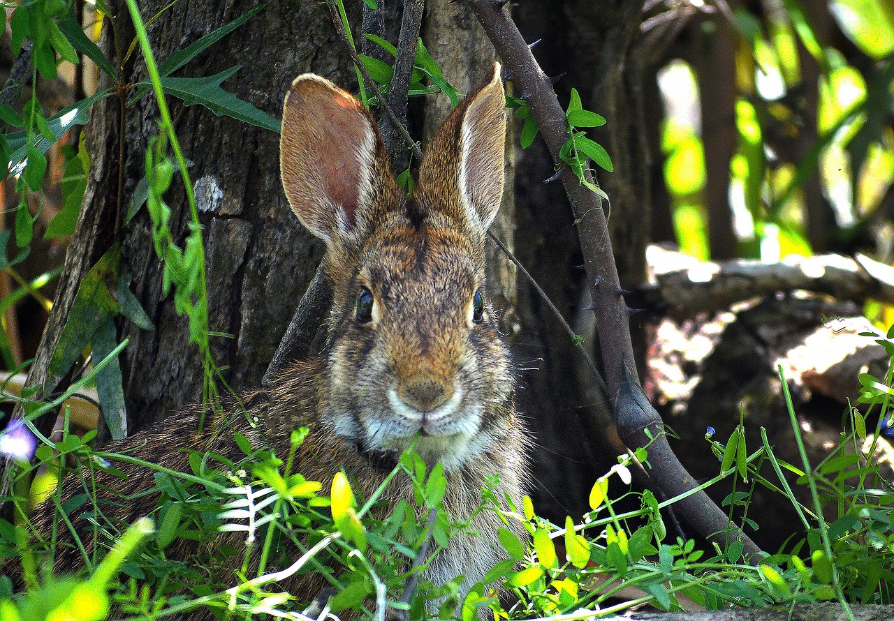 rabbit, swamp rabbit, swamp animal, wildlife, animal, forest
