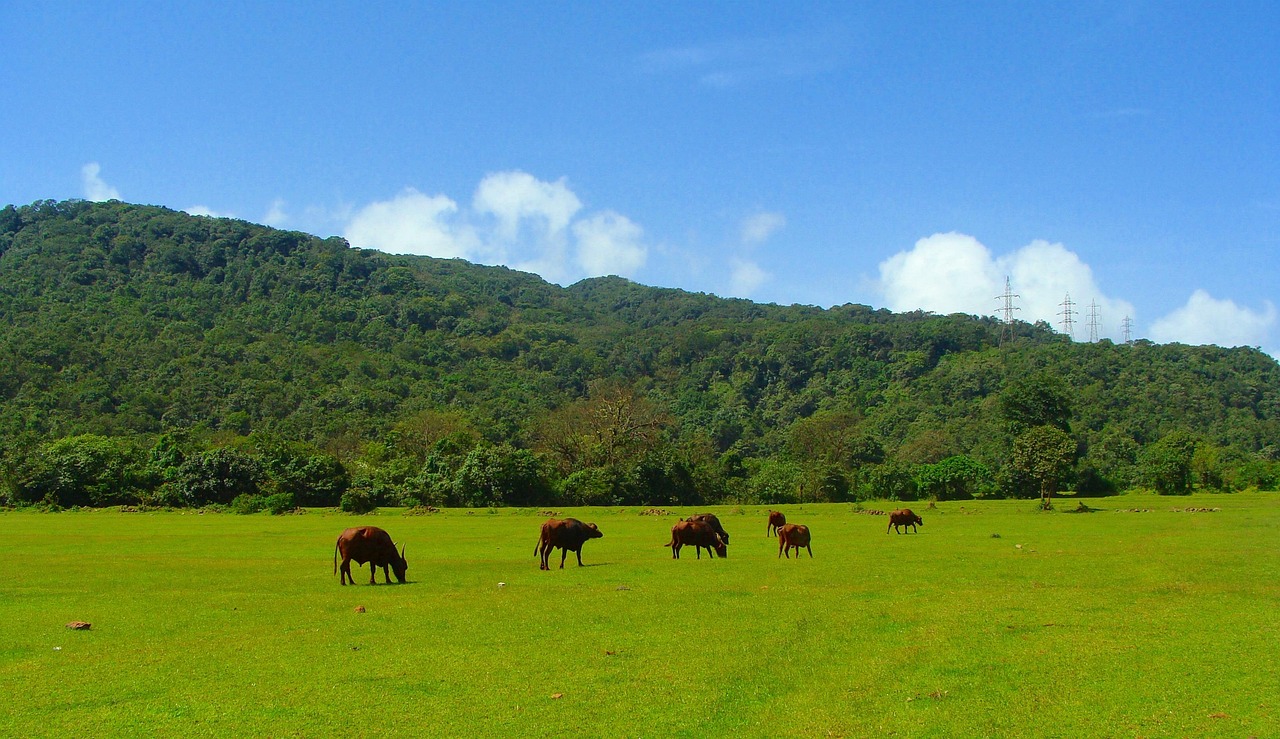 goa, western ghats, mountains, sahyadri, india, sky, meadow, landscape, clouds