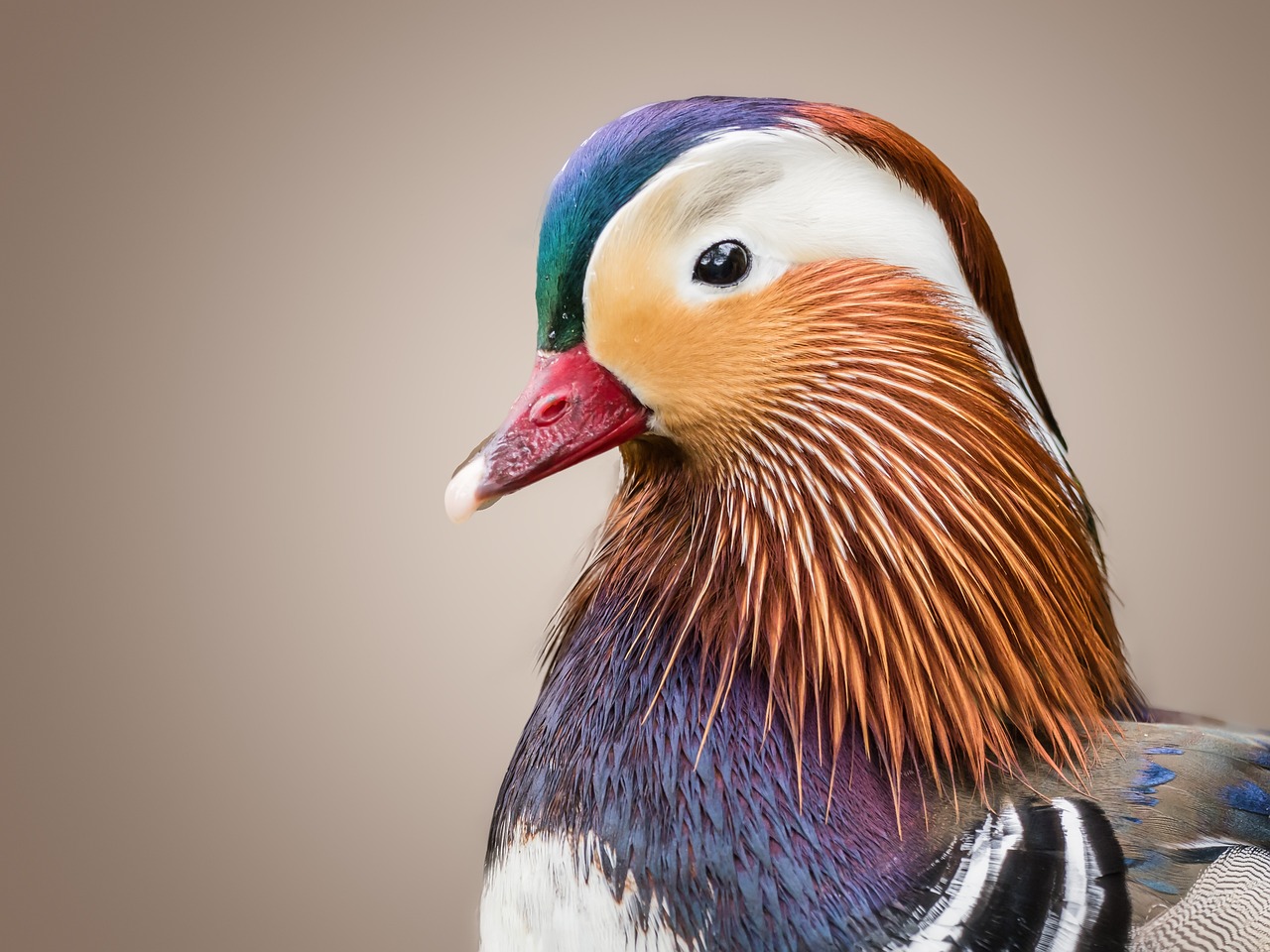 duck, mandarin ducks, duck bird, bird, water bird, plumage, multicoloured, aix galericulata, animal, to dye, ornamental poultry, colorful, head, close up