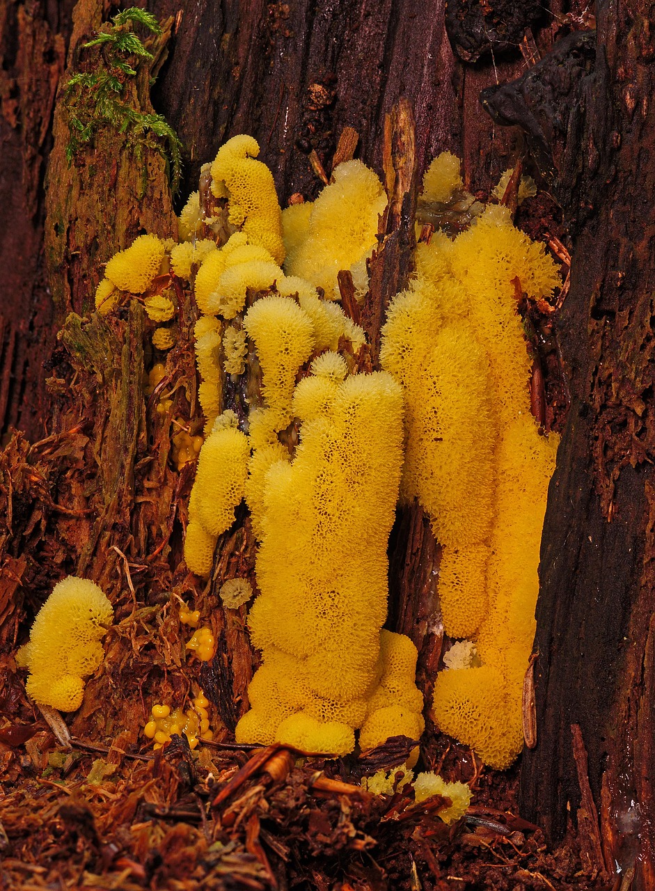dog vomit slime mold, slime mold, wood, fuligo septica, flowers of tan, scrambled egg slime, amoeba, unicellular organisms, plasmodium, nature, closeup